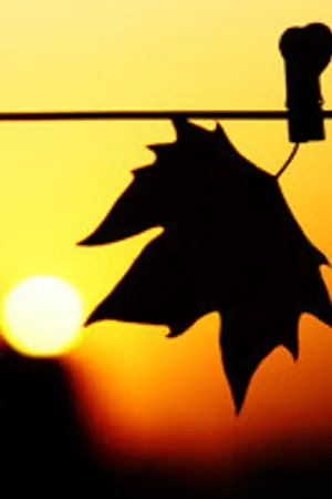 ปกนิยาย MY HOPE