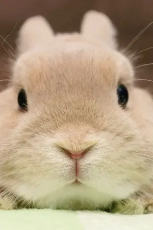 ปกนิยาย คุณคริสและชิงชิง [KrisLay]