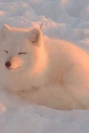 ปกนิยาย ข้าขอนอนทับท่านนะท่านแม่ทัพ [YAOI]