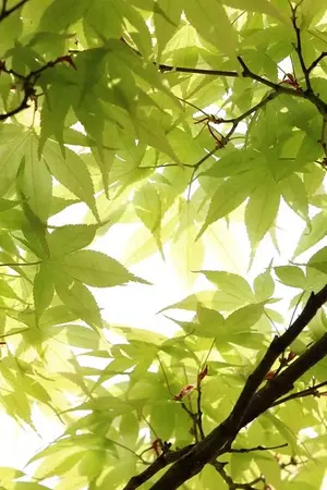 ปกนิยาย [KNB] Meeting again |Midorima x Oc |