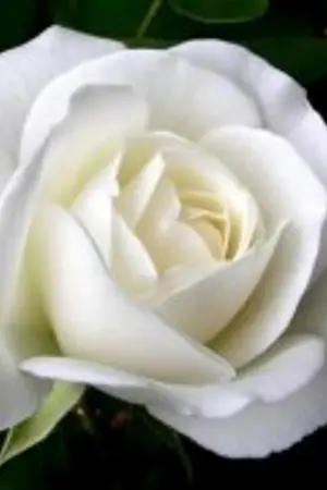 ปกนิยาย Promiseพันธะแห่งการกลับมาII