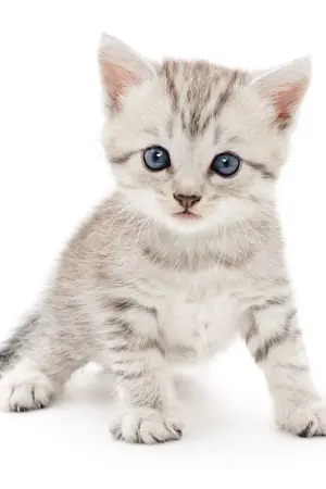 ปกนิยาย [FIC] Kitten Behaviour - JohnYong