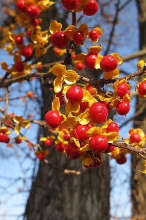 ปกนิยาย 1-shortfic BitterSweet (Minayeon feat. Jungyeon)**UPDATE**