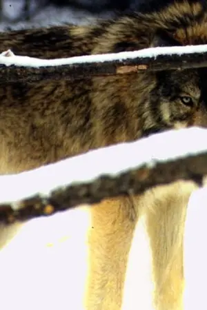 ปกนิยาย Battle clan รัตติกาลล้างเผ่าพันธุ์