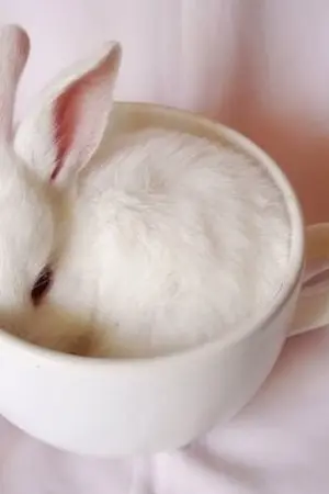 ปกนิยาย [Topp Dogg] Rabbit & Turtle [Seogoong & Xero]