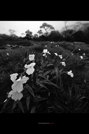 ปกนิยาย [Yaoi] Rules!! กฏมีไว้แหก [Boy's Love]