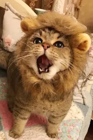 ปกนิยาย [เรื่องสั้น] หิวก็แดกข้าว...ห้าวก็มาดิค้าบ!