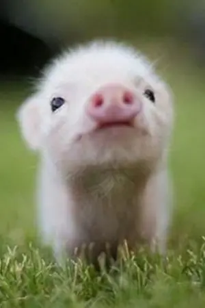 ปกนิยาย ค่ายวุ่น อุ่นไอรัก