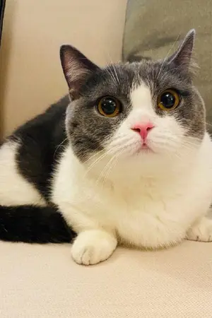 ปกนิยาย ทำนองรัก ll ป๋อจ้าน