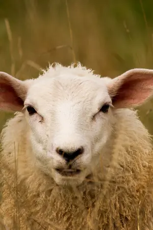 ปกนิยาย Sheep Online