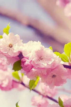 ปกนิยาย [ EXO] Not telling you...ไม่กล้าบอกเธอว่ารัก ::. (KrisYeol)