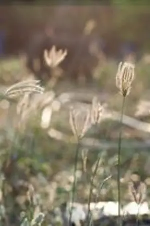 ปกนิยาย Disappear :: หัวใจที่หายไป... (Pie-Peach) - [ YAOI ]