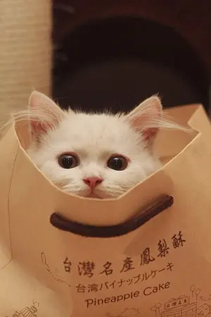 ปกนิยาย [FIC SNSD] KATZE (TAENY)