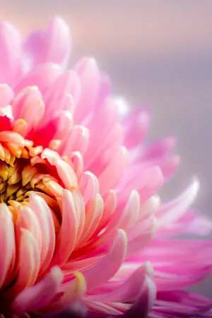 ปกนิยาย [Feel it]? รอยยิ้มใต้หน้ากาก ตัวตนผันแปร