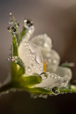 ปกนิยาย Detective serieผู้กล้าและภรรยาพ่อมด yaoi