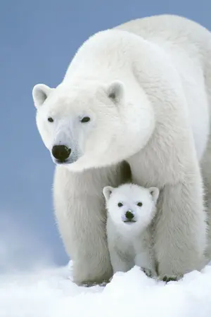 ปกนิยาย [PRODUCE101] BEAR STORY #HOLIN