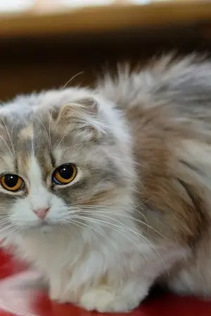 ปกนิยาย Cat’s Roommate แมวเหมียวรูมเมท [Yaoi]