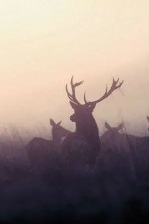 ปกนิยาย STUBBORN TOY (BORAN X LUHAN) #ฟิคป๋อลู่