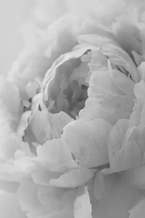 ปกนิยาย (exo \ kaihun \ baekdo) Flowers Language