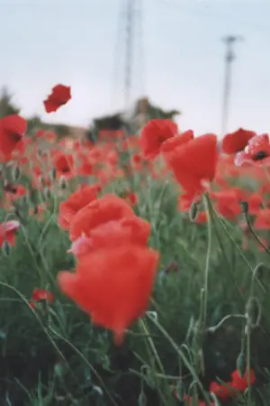 ปกนิยาย one and only (bobdong)