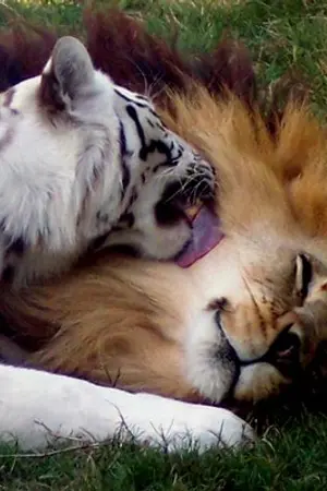 ปกนิยาย Tiger and Lion เสือเจอสิงห์...กระทิงรับแซ่บ [Yaoi]