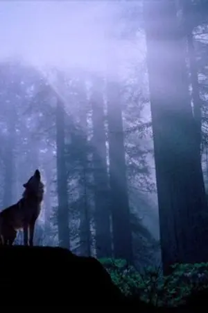 ปกนิยาย [EXO x You] The secret of love ยึดหัวใจนายหมาป่า! I