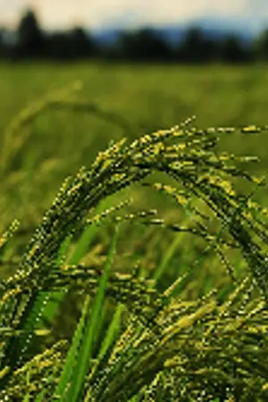 ปกนิยาย รักวุ่นวาย...กลิ่นอายชนบท  Yaoi