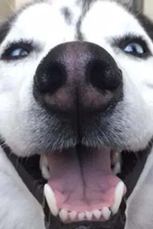 ปกนิยาย ikon 。baby wolves