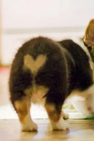 ปกนิยาย Puppy lovers ภารกิจดูแลหัวใจเจ้านายจอมป่วน