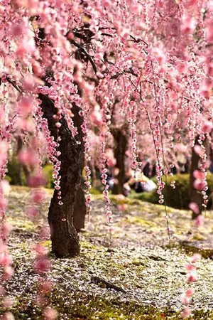 ปกนิยาย Love Ren ซากุระในสายฝน