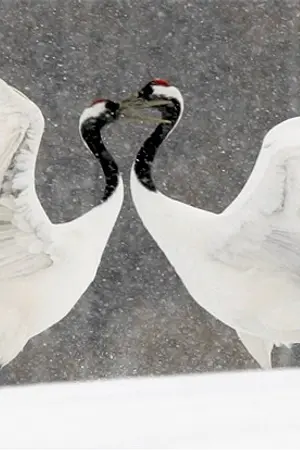 ปกนิยาย แก้วตาบรรดาศักดิ์