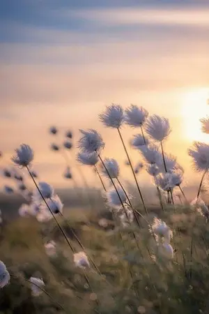 ปกนิยาย เคียงพระจันทร์