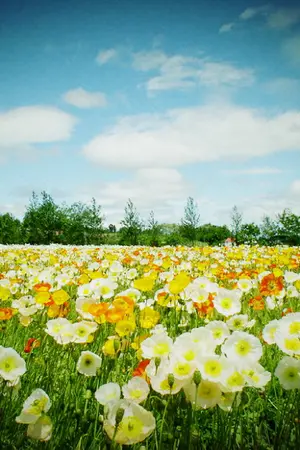 ปกนิยาย แสนรัก