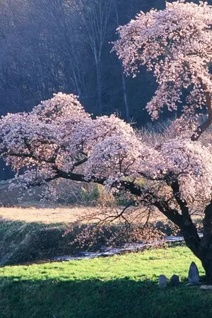 ปกนิยาย [Fic Assassination Classroom] The Story of us [จบแล้ว]