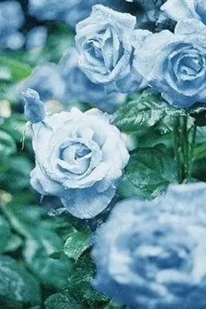 ปกนิยาย SF/OS; SQUARE box (PD101)