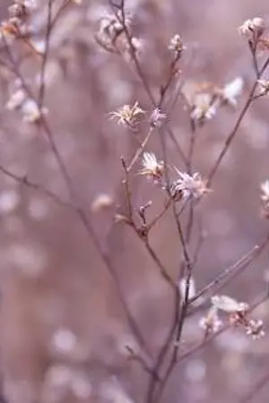 ปกนิยาย ลิขิตฟ้า(มือใหม่หัดแต่งงงง)