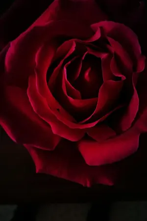 ปกนิยาย the  villain - นาง(นาย)ร้าย  ที่รัก(yaoi) END