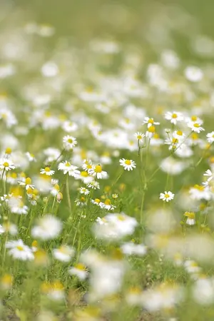 ปกนิยาย [Yuri] เมื่อเวลามาถึง