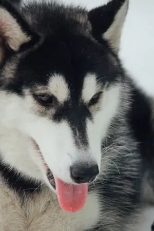 ปกนิยาย ▴ Rulertales ; taokacha ll ストーリー