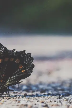 ปกนิยาย [Fic VIXX] Butterfly, Rose and Star [LeoN, RaKen, HyukBin]