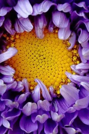 ปกนิยาย [OS JohnJae] Blooming Jaehyun