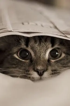 ปกนิยาย {Exo}Beloved Pets hunhan chanbaek kaido