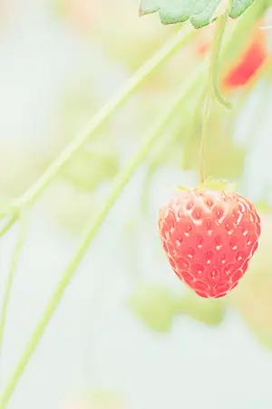 ปกนิยาย :: f i c พ่ อ เ ลี้ ย ง krislay ::