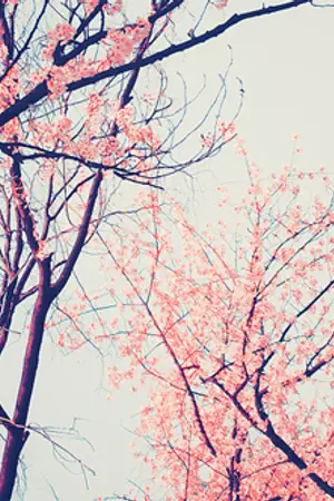 ปกนิยาย [EXO] รักต้องห้าม {Baekdo & Chansoo}