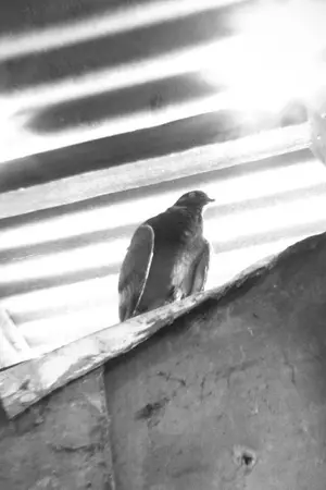 ปกนิยาย เรื่องราวใต้ถุนเรือนคุณท่าน