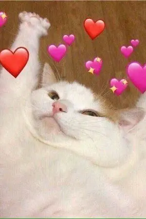 ปกนิยาย Meow! ขอแมวคืนด้วยครับ