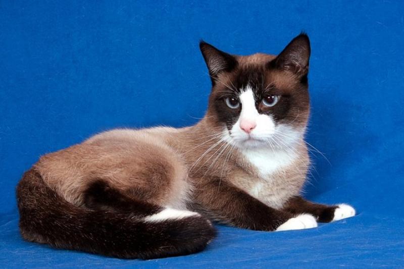 My iD Gallery Snowshoe 