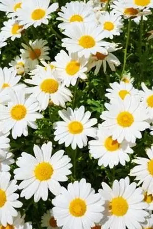 ปกนิยาย MY D A I S Y✿CHANBAEK  #เดซี่ชบ