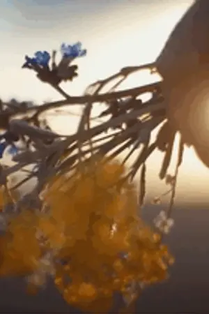 ปกนิยาย Fic Conan l Dandelion’s wish