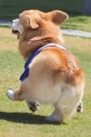 ปกนิยาย เรื่องของโฮ่ง